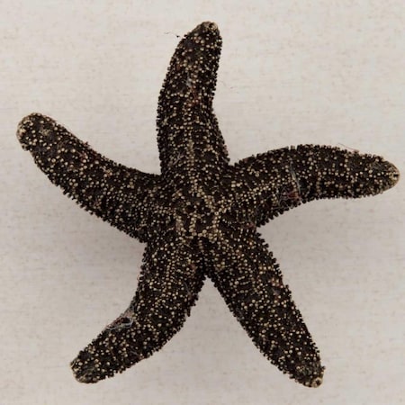 Acorn Mfg Artisan Collection Natural Starfish Knob, Antique Brass DPKAP